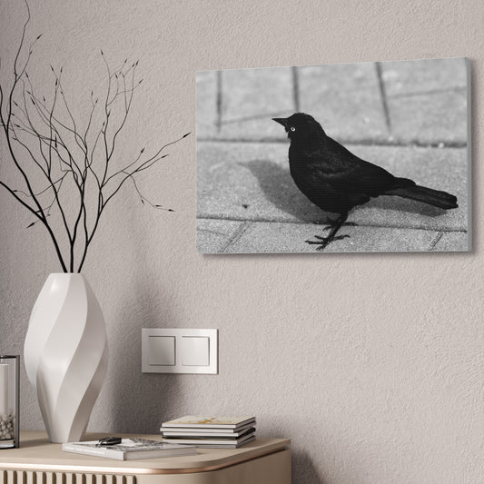 Blackbird Photo Canvas Stretched 1.5'' | Monochrome Bird Wall Art